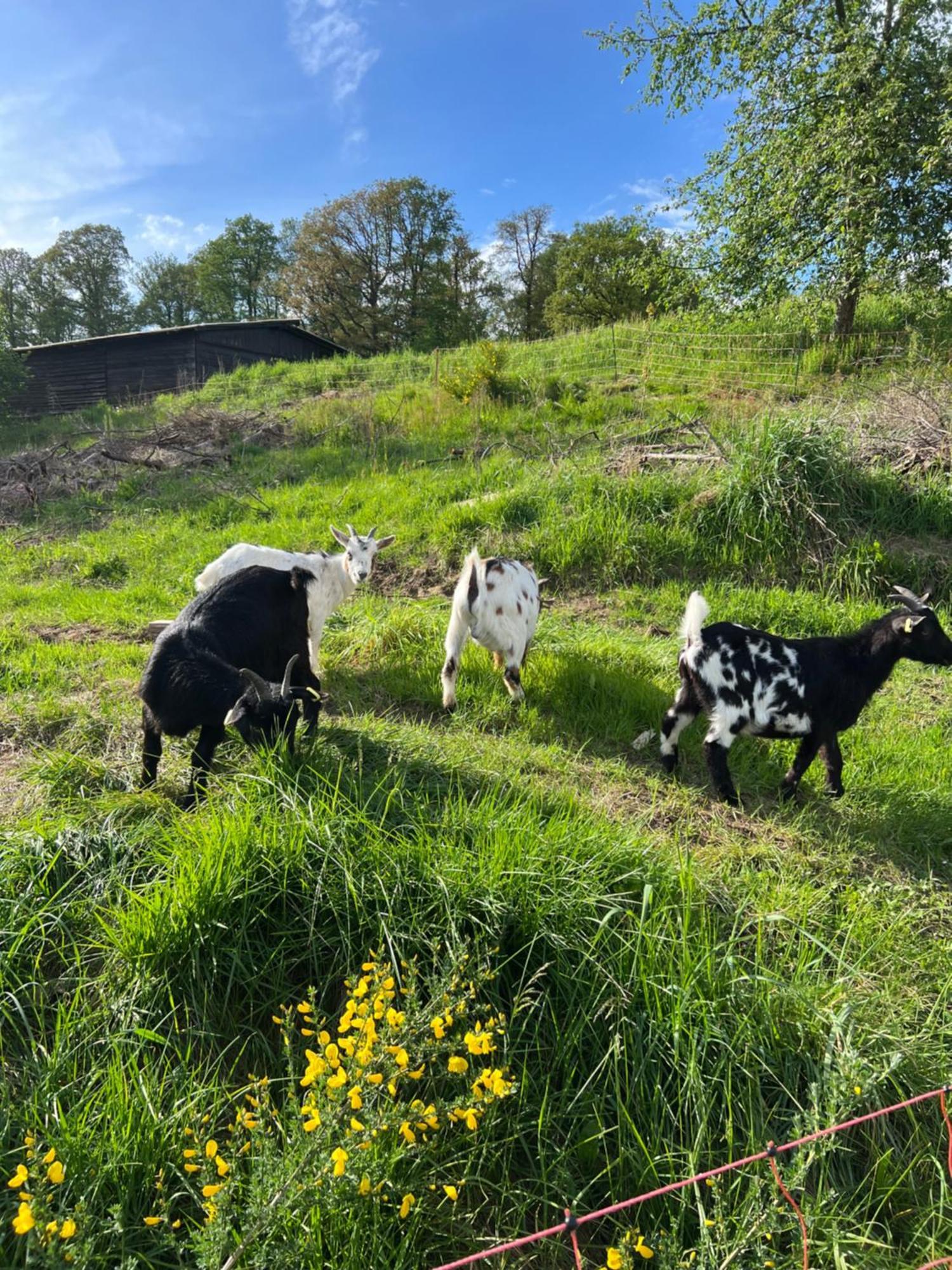 Bornhahn - Idylle Im Westerwald Katzwinkel  外观 照片